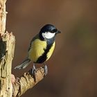 Kohlmeise (Parus major) 