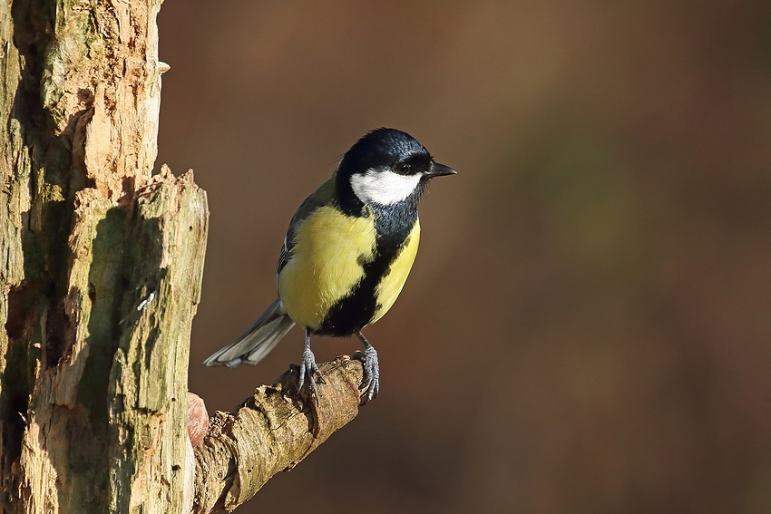 Kohlmeise (Parus major) 