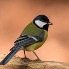 Kohlmeise - Parus major