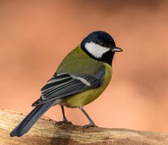 Kohlmeise - Parus major