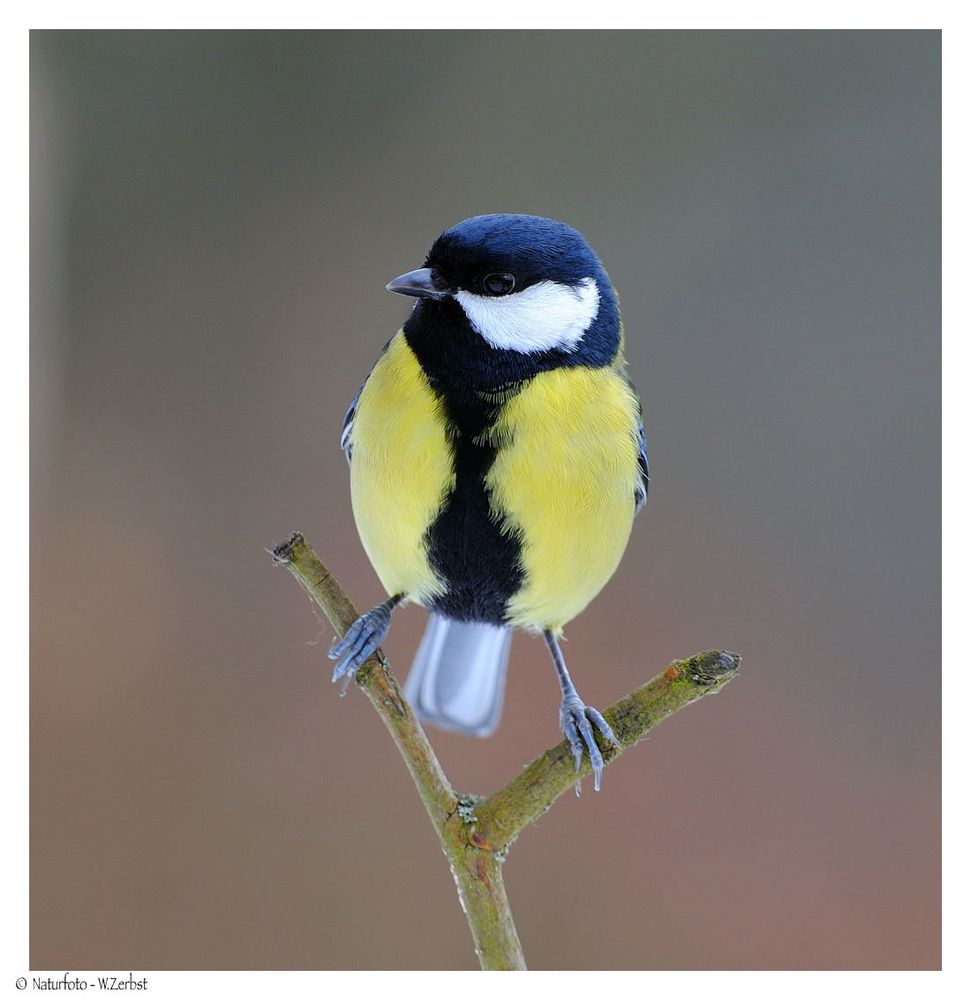 ---- Kohlmeise  ---- ( Parus major )