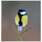 ---- Kohlmeise  ---- ( Parus major )