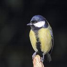 Kohlmeise (Parus major)