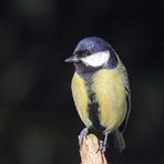 Kohlmeise (Parus major)