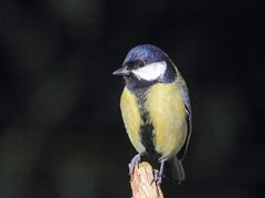 Kohlmeise (Parus major)