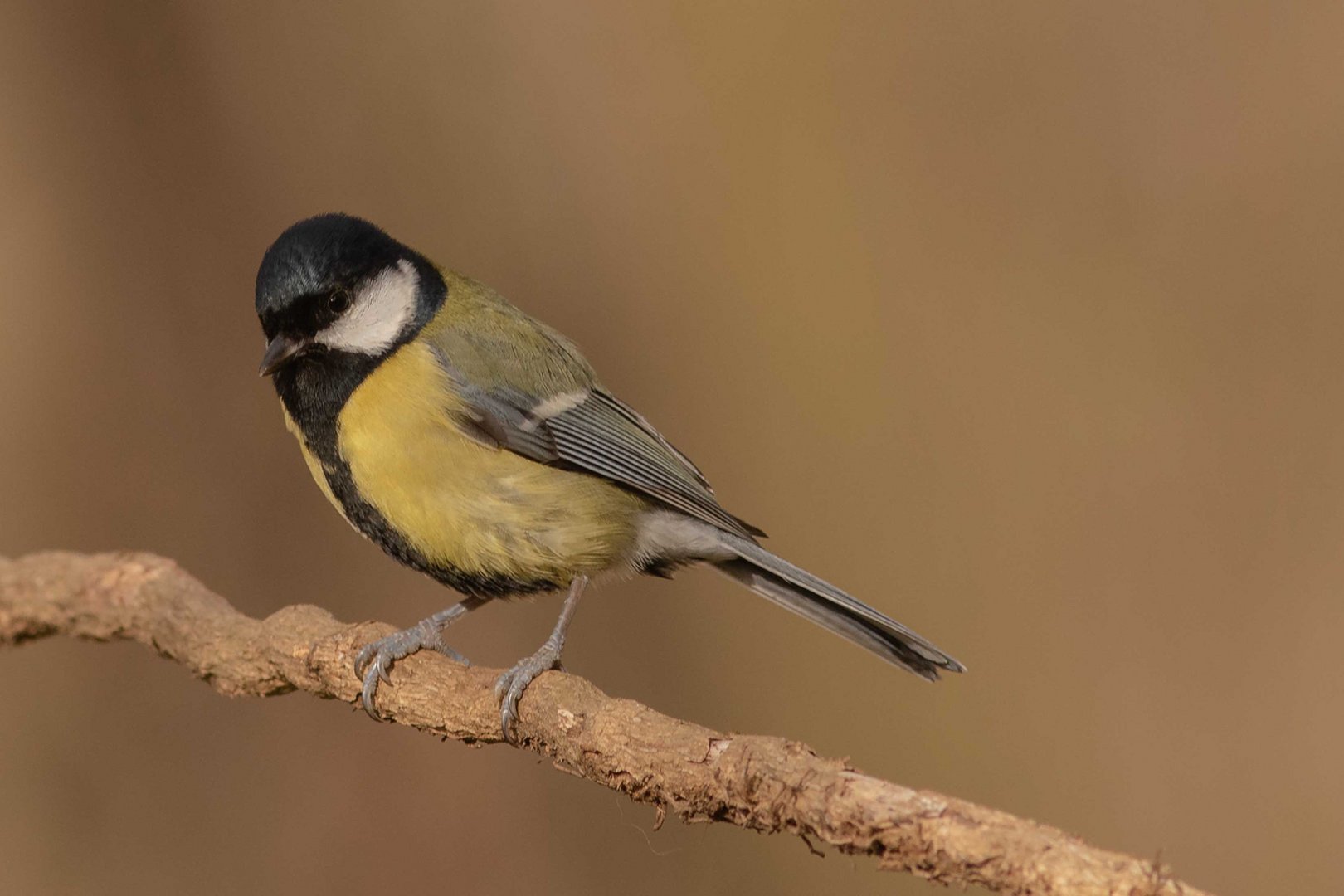 Kohlmeise (Parus major)