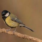 Kohlmeise (Parus major)