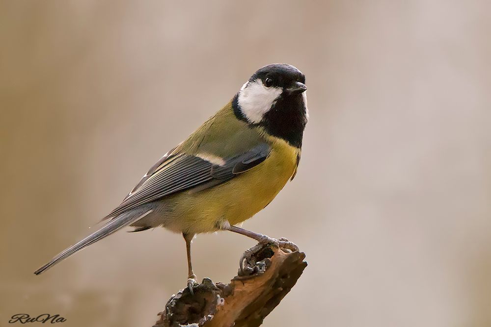 Kohlmeise - Parus major