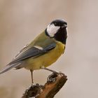 Kohlmeise - Parus major