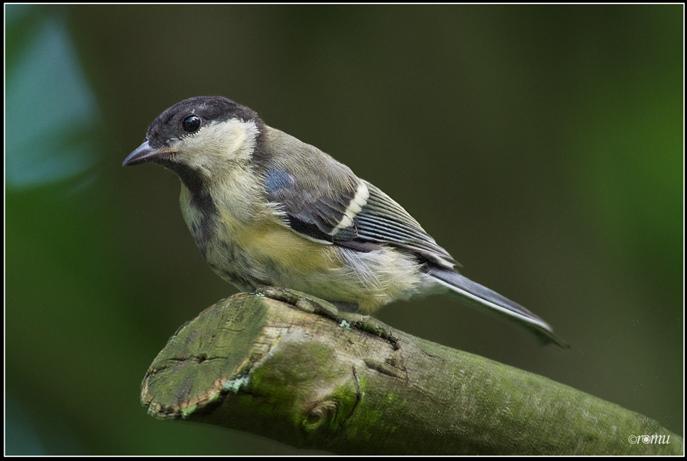 Kohlmeise (Parus major)