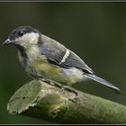 Kohlmeise (Parus major)