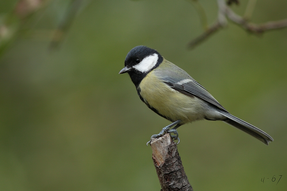 Kohlmeise (Parus major)