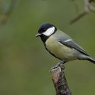 Kohlmeise (Parus major)