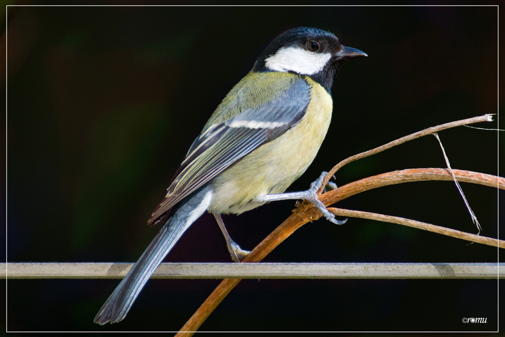 Kohlmeise (Parus major)