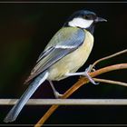 Kohlmeise (Parus major)