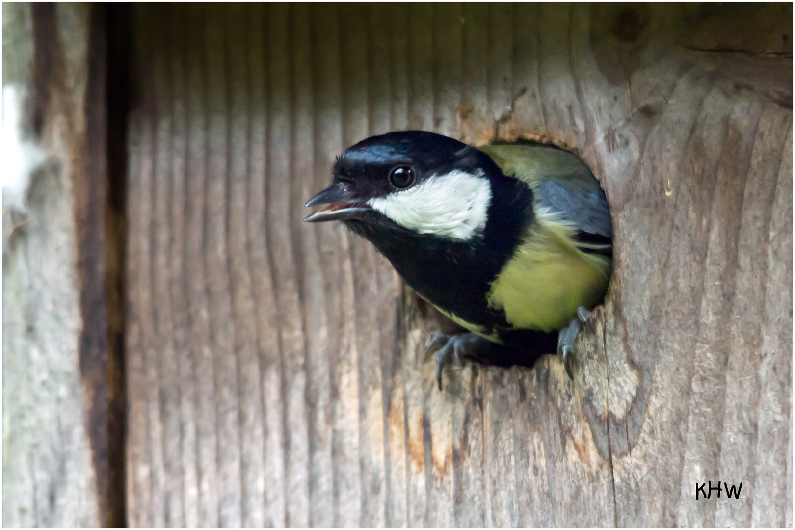 Kohlmeise (Parus major)