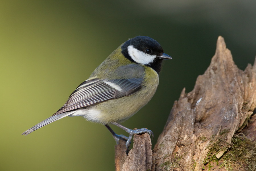 Kohlmeise ( Parus major )