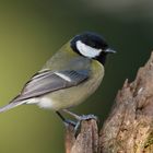 Kohlmeise ( Parus major )