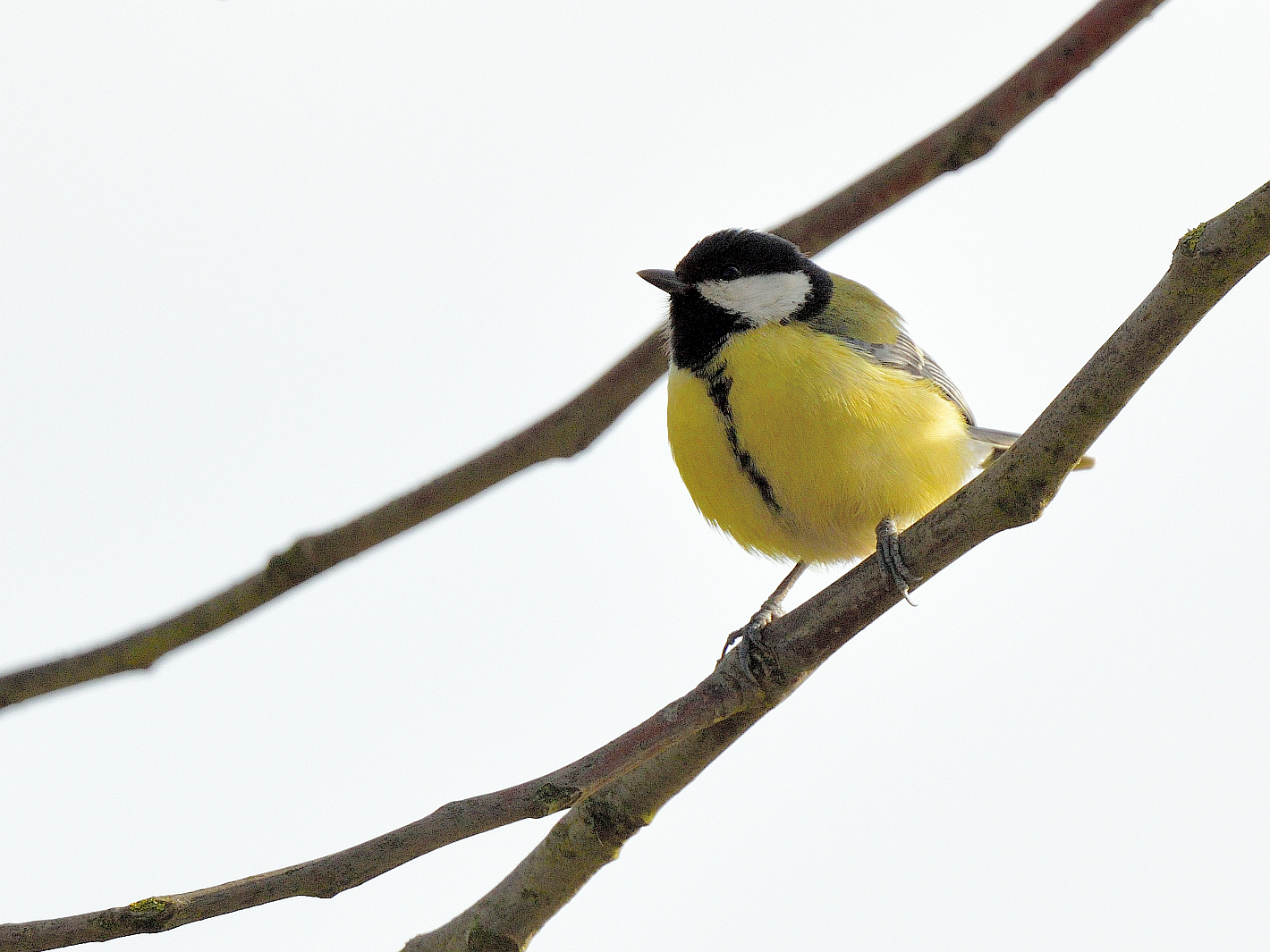 Kohlmeise (Parus major), Great tit, Carbonero común