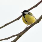 Kohlmeise (Parus major), Great tit, Carbonero común