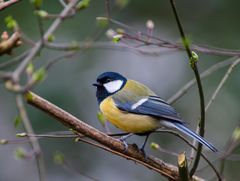 Kohlmeise,, Parus major II