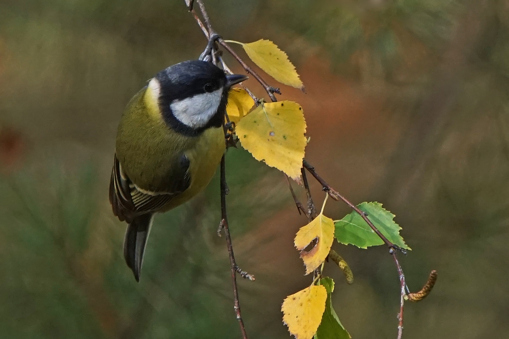 Kohlmeise (Parus major) im Herbstwald