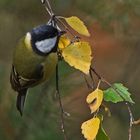 Kohlmeise (Parus major) im Herbstwald