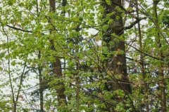 Kohlmeise (Parus major) im Stadtpark Roth