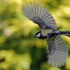 Kohlmeise (Parus major) im Vorbeiflug