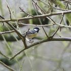 Kohlmeise (Parus major) im Winter