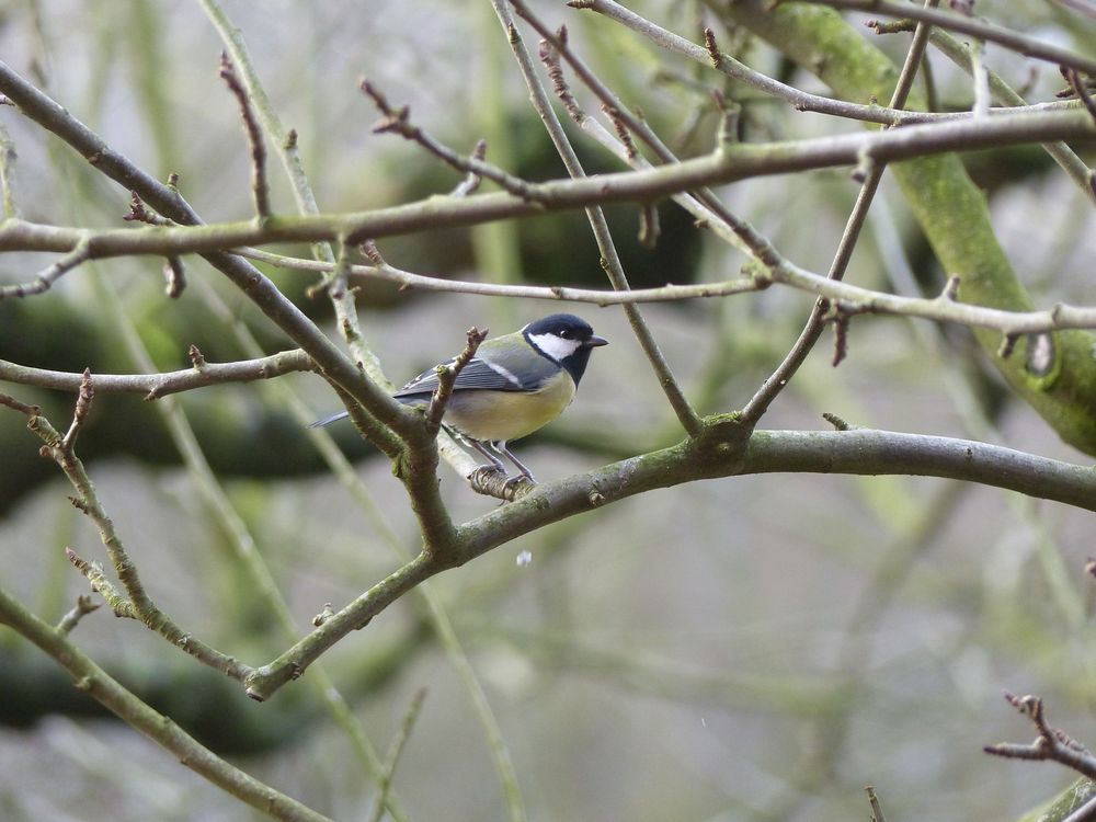 Kohlmeise (Parus major) im Winter