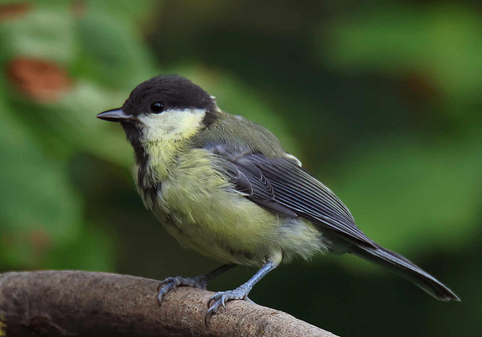 Kohlmeise Parus major Jungvogel von 2023