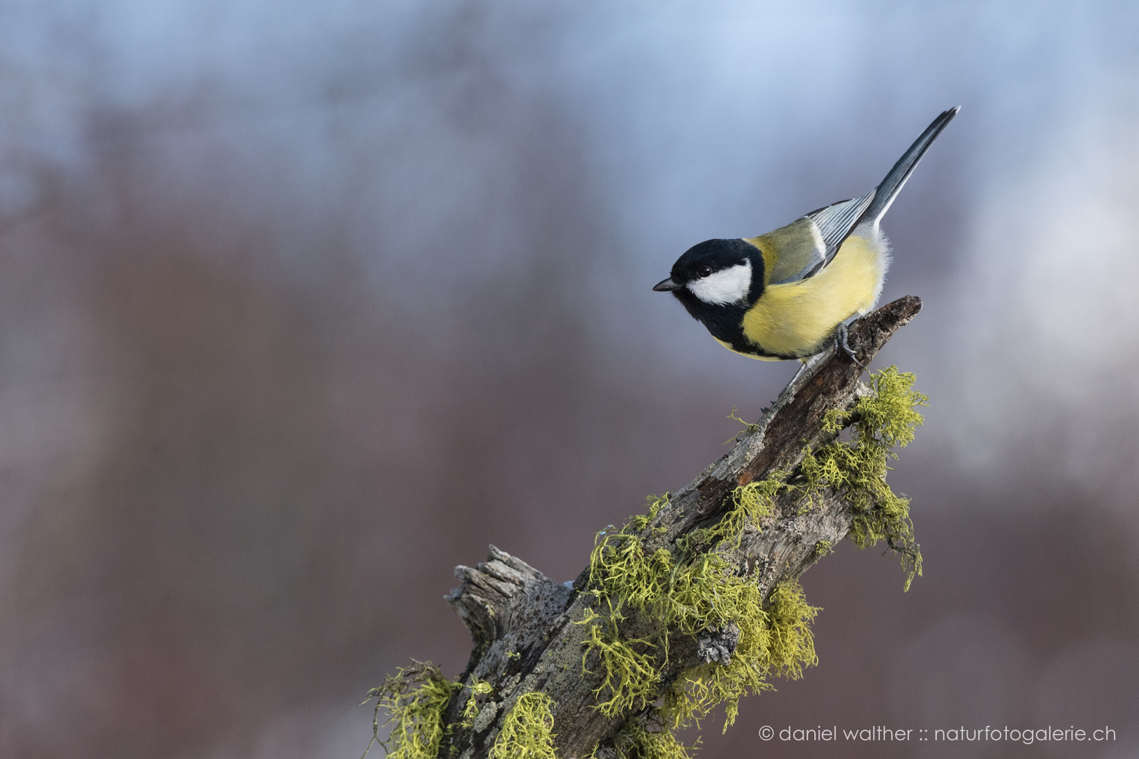 Kohlmeise (Parus major); Körperspannung