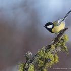 Kohlmeise (Parus major); Körperspannung