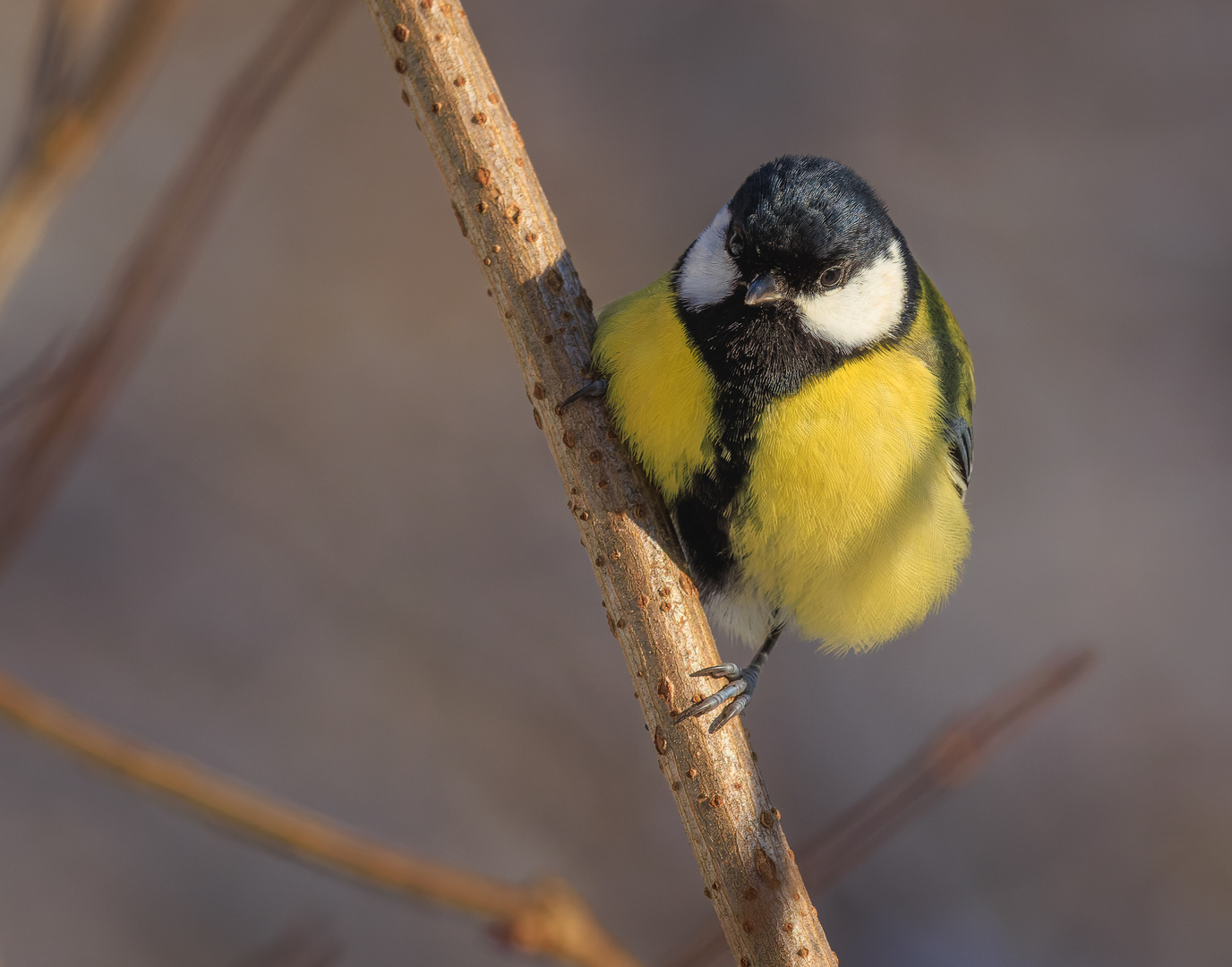 Kohlmeise (Parus major) Männchen