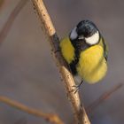 Kohlmeise (Parus major) Männchen