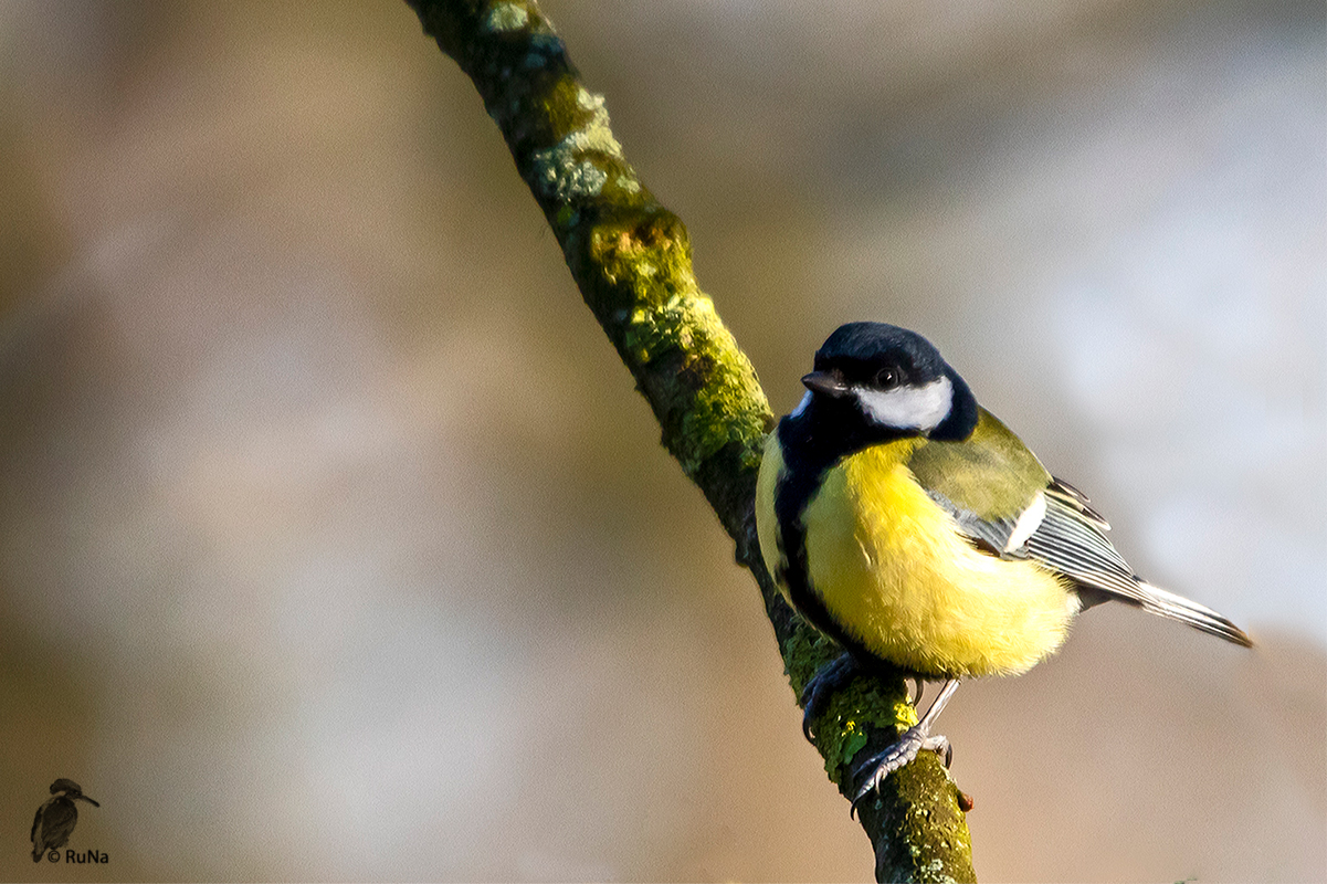 Kohlmeise - Parus major-männlich