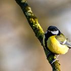 Kohlmeise - Parus major-männlich