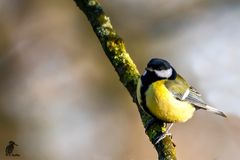 Kohlmeise - Parus major-männlich