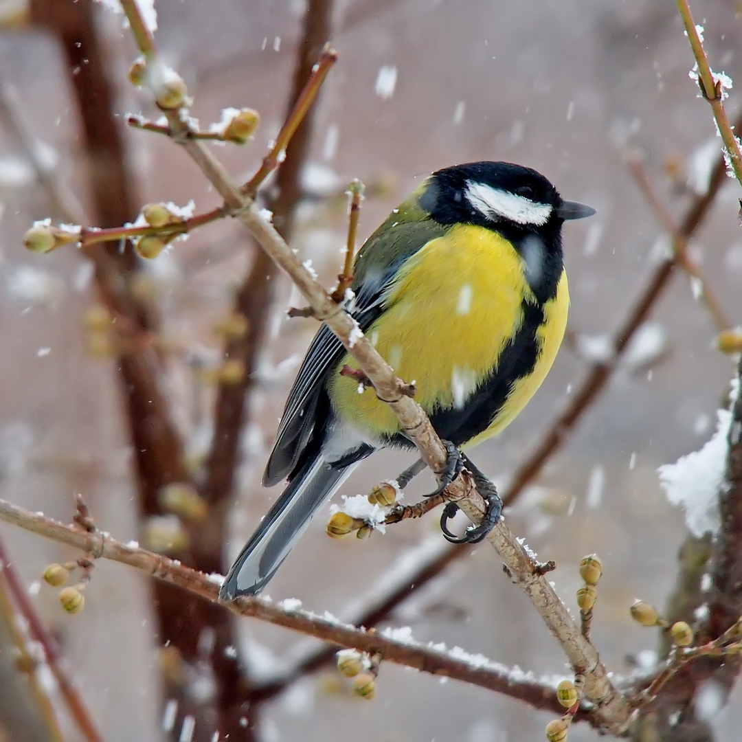 Kohlmeise (Parus major) - Mésange charbonnière