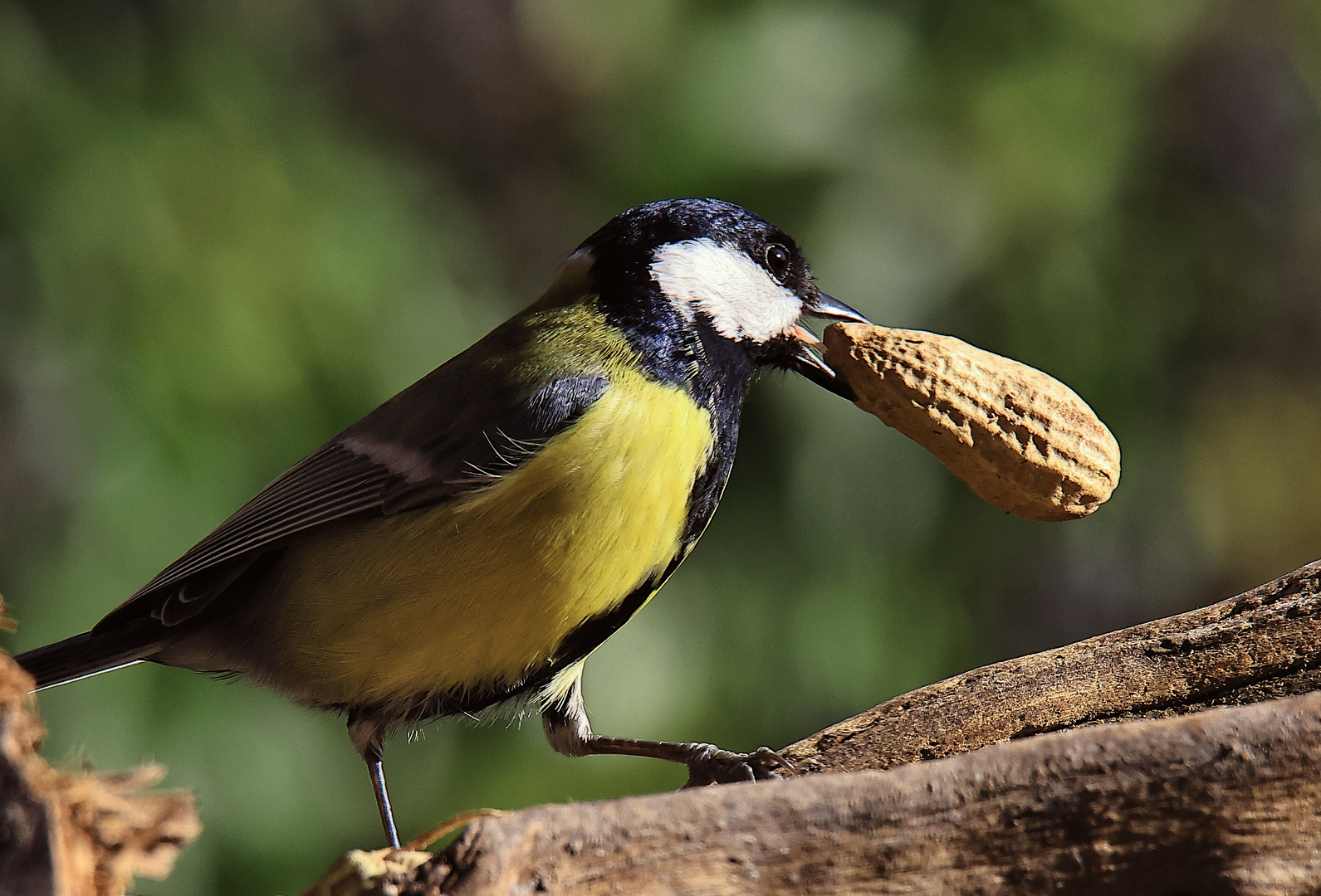 Kohlmeise Parus major mit Beute