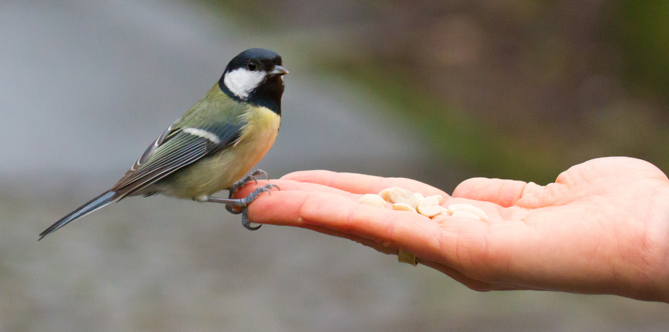 Kohlmeise (Parus major), Nr. 1