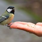 Kohlmeise (Parus major), Nr. 1