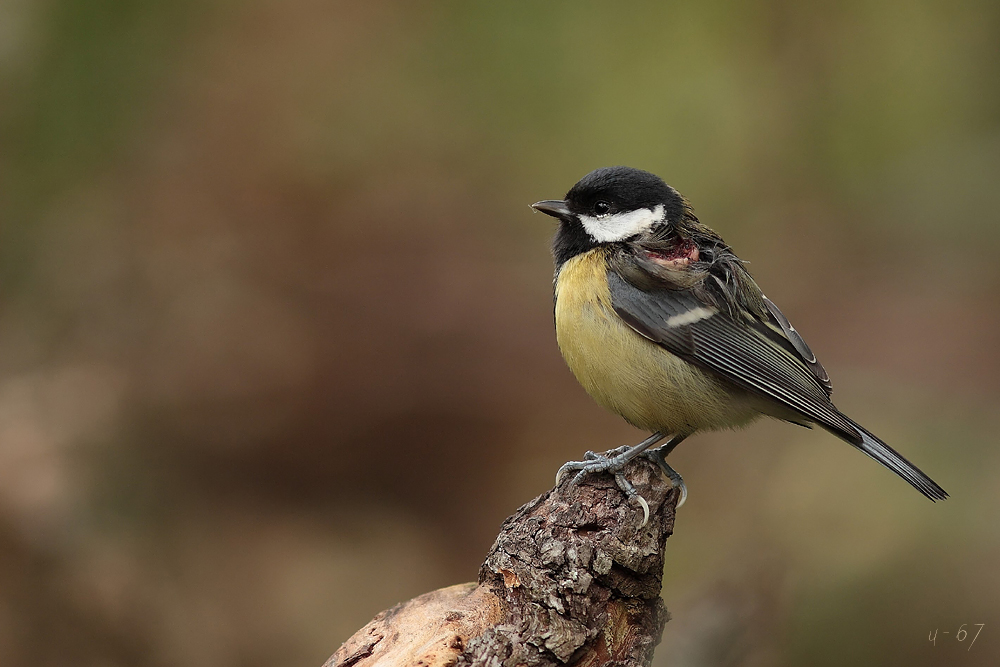 Kohlmeise (Parus major) Vom Sperber angeschlagen....