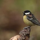 Kohlmeise (Parus major) Vom Sperber angeschlagen....