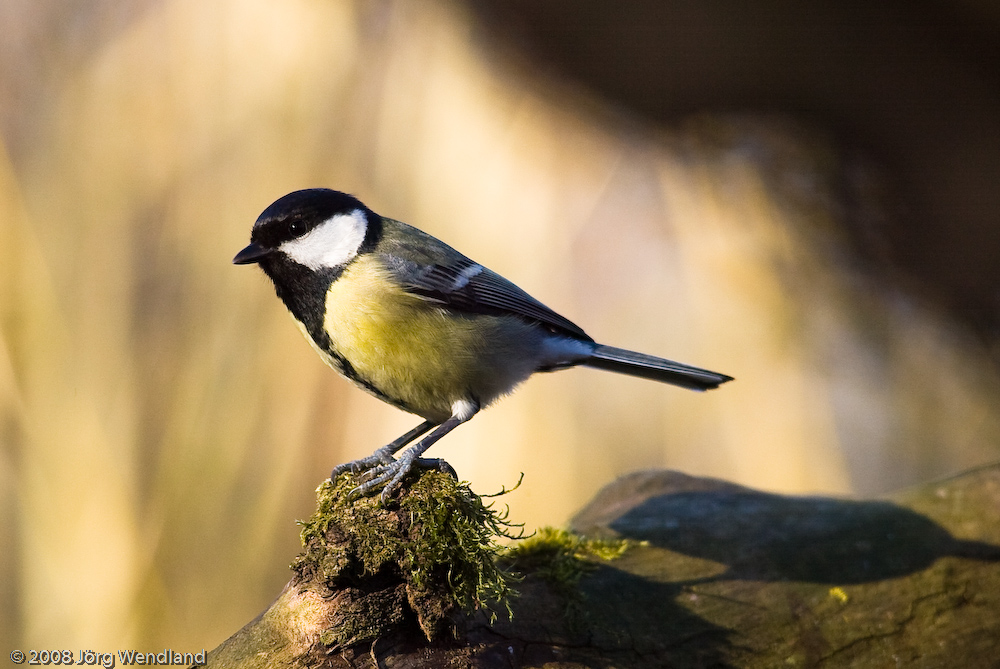 Kohlmeise (Parus major), Weibchen