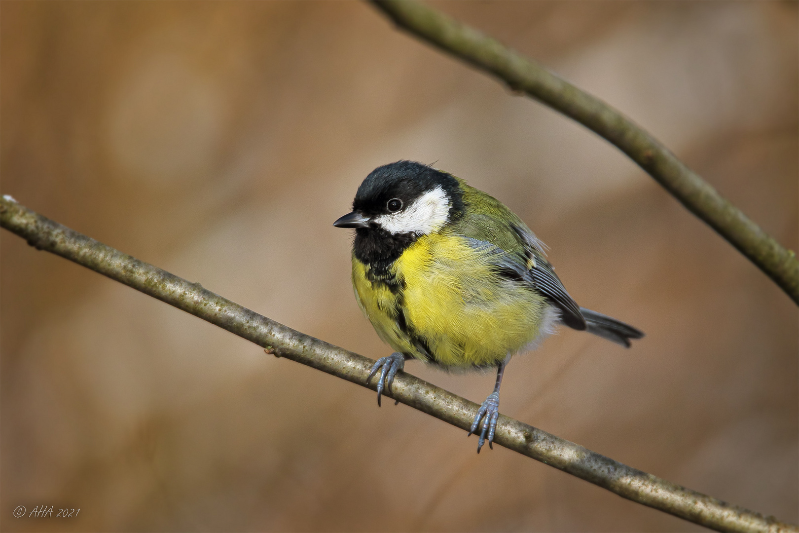 Kohlmeise (Parus major) weiblich