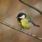 Kohlmeise (Parus major) weiblich