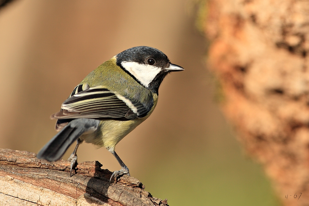 Kohlmeise (Parus major)2