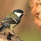 Kohlmeise (Parus major)2